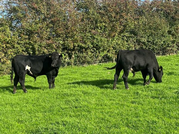2 bullocks 400 kilos - Main image