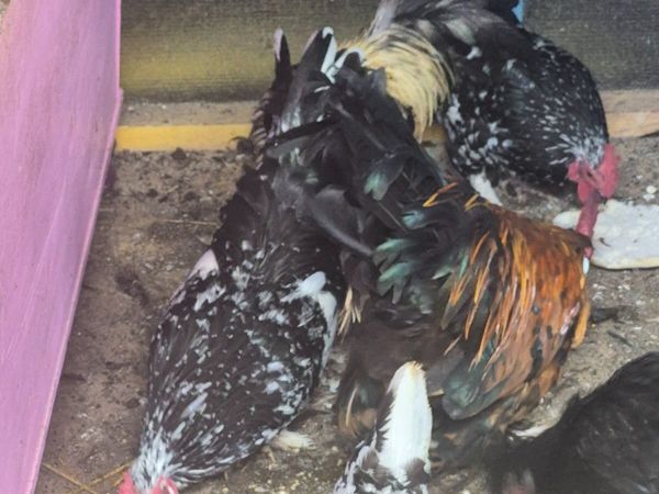 Bantams - Main image