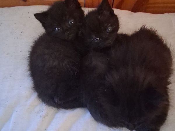 Kittens - Main image