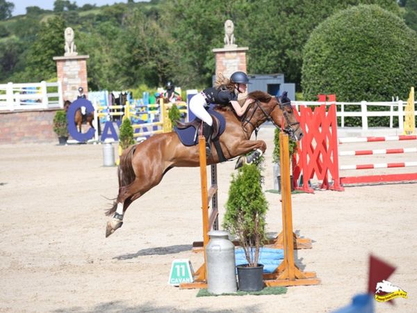 148 COMPETITIVE SJI AND IDEAL ALL-ROUNDER PONY - Main image