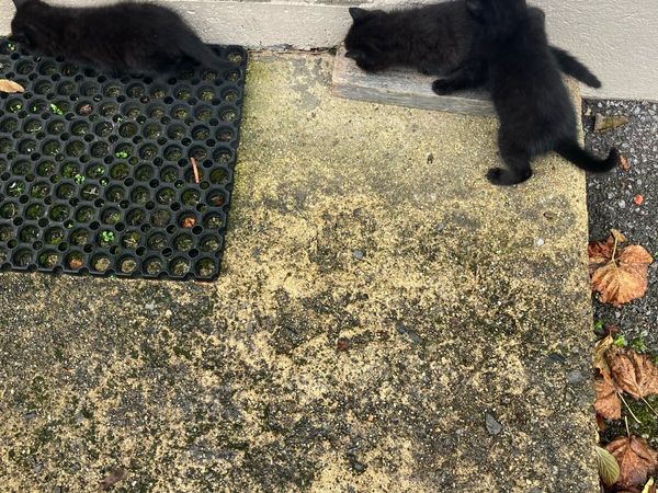 Kittens - Main image
