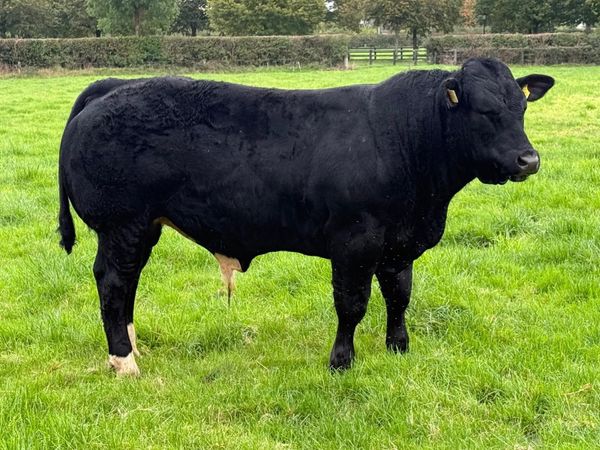 BB/LM Hybrid Bull for Sale - Main image