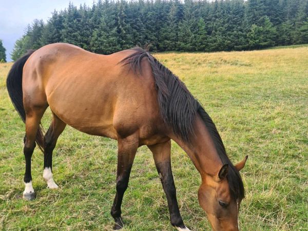 Colt horse 6 yrs old - Main image