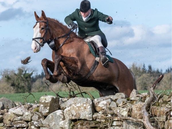 16.2 8 year old full Irish draught - Main image