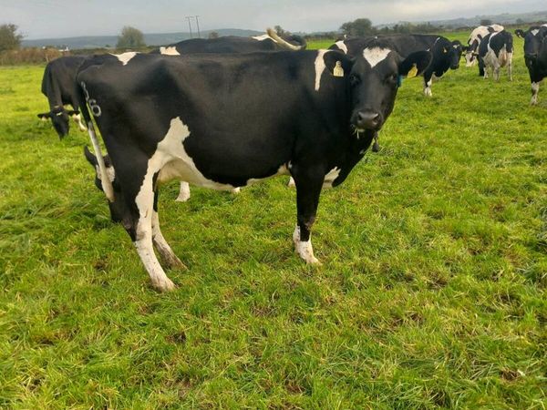 Pedigree registered young empty cows - Main image