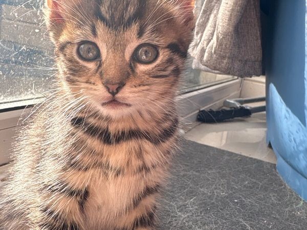 Kittens - Main image