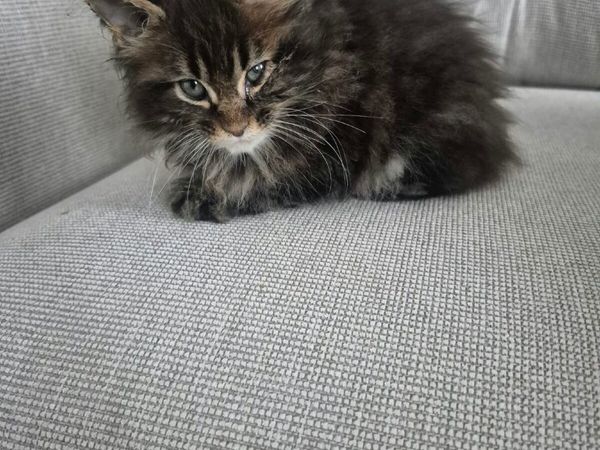 Maine Coon Kittens - Main image