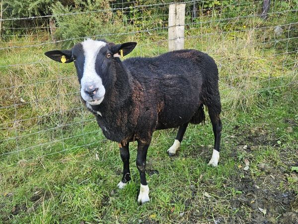 Rams - Main image