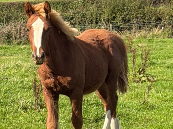 Halfbred colt - Main image