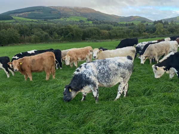 Weanlings - Main image