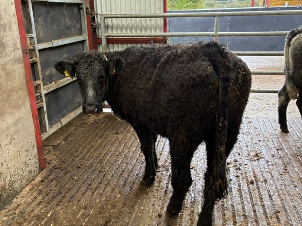 Blue grey saler heifers - Main image