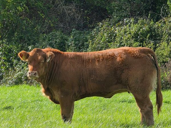 Weanling Heifers - Main image