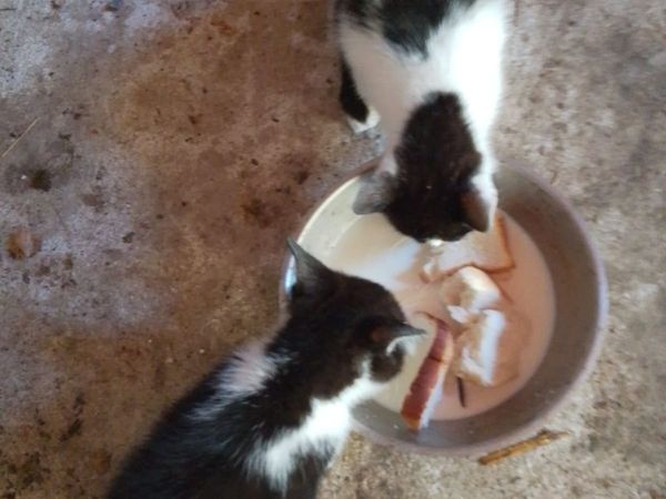 Farm Cats - Main image