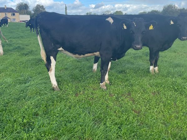 In calf heifers - Main image