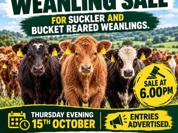 Weanling sale Macroom mart - Main image