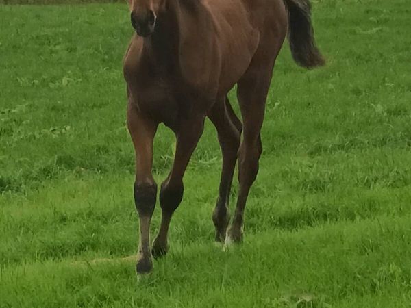 2 colt foals - Main image