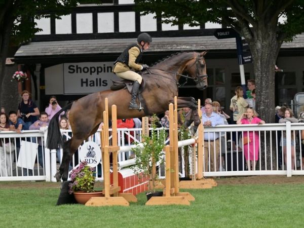 Top Class WH/Event Horse *LOT 305 Goresbridge* - Main image