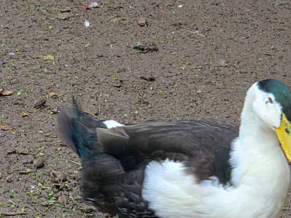 Ducks - Main image