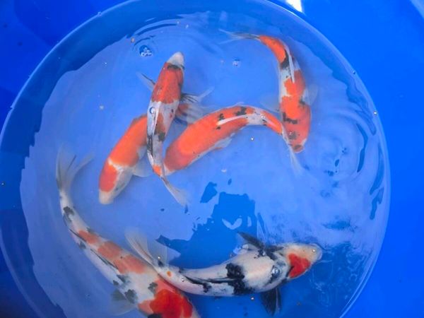 Koi carp for sale and equipment - Main image