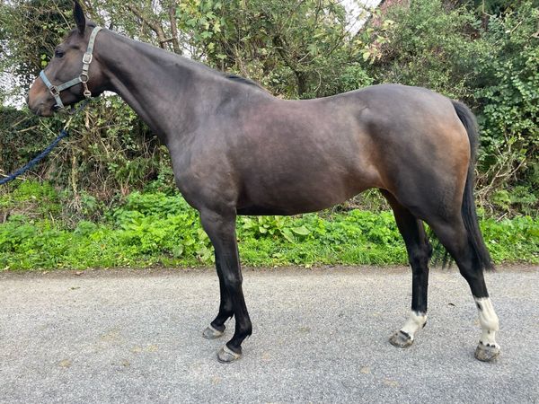 5 year old T/B Bay filly - Main image