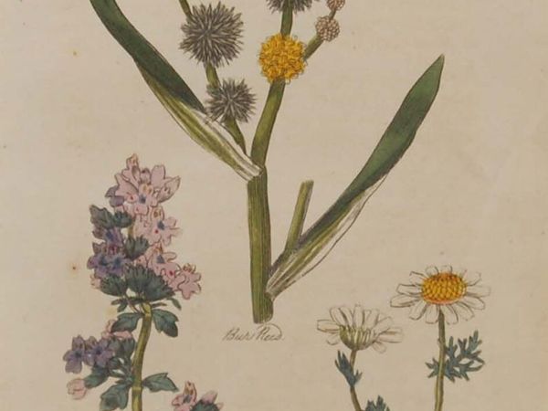 Bur Reed 1812 Antique Botanical Print - Main image