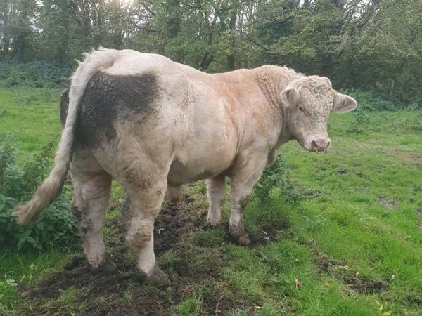 CF52 PB Charlaois Bull - Main image
