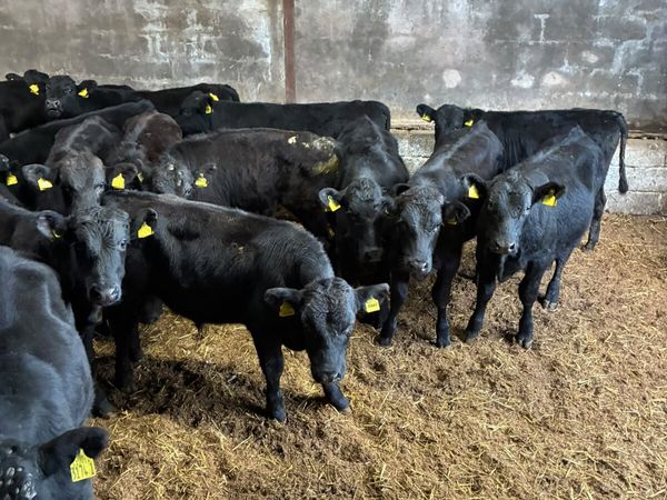 Angus Hereford and lim bulls - Main image