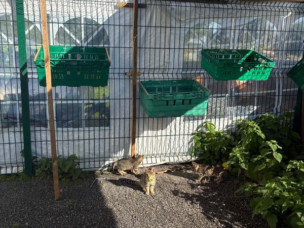 Cat Rescue - Main image