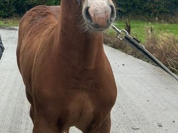 Irish draught Filly foal - Main image