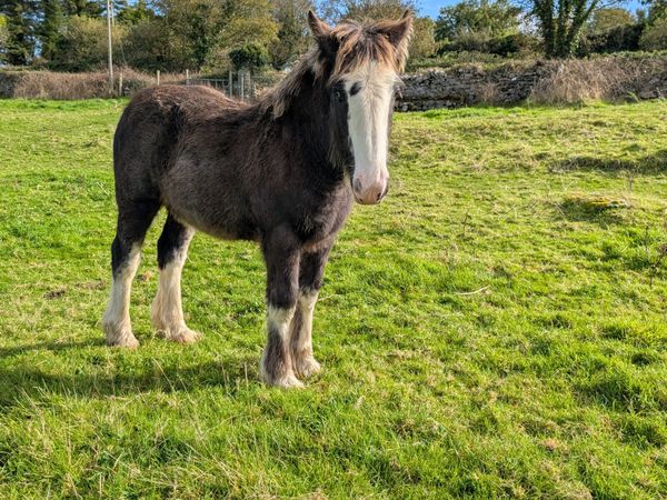 Filly foal heavy and hairy - Main image