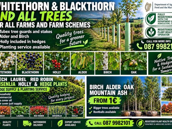 🇮🇪Holly Whitethorn beech oak free delivery - Main image