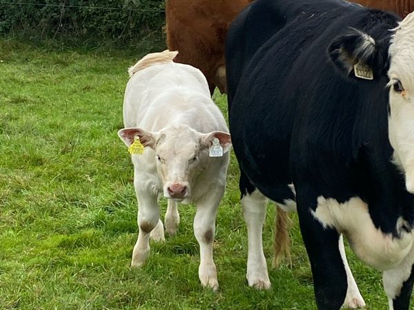 Purebred Charolais heifer and Cow - Main image