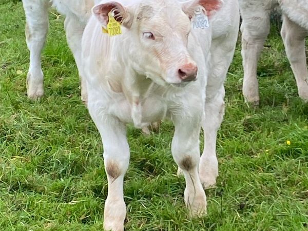 Purebred Charolais show heifer and Cow - Main image