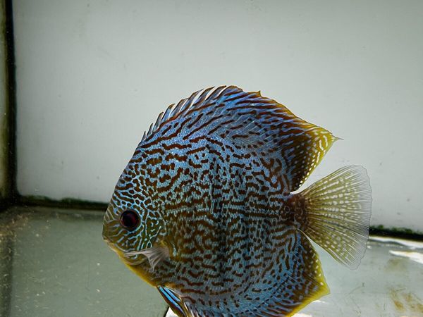 Fish - Main image