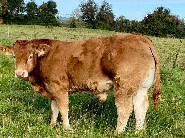 Exceptional Quality Vantastic Bull - Main image