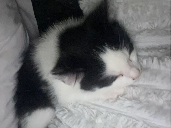 Kitten - Main image
