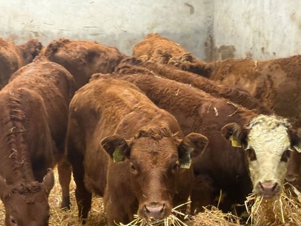 8 SUPER RED LIMOUSINE HEIFERS ( 250 KG) - Main image