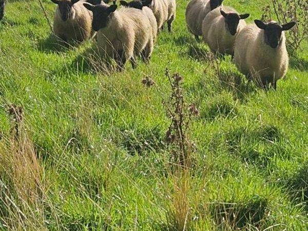 Suffolk Cross Cheviot ewe lambs - Main image