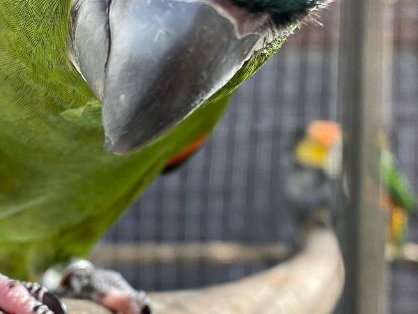 Parrots and finches - Main image