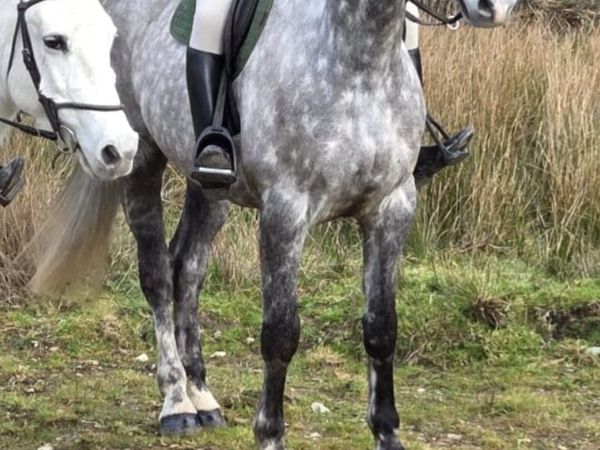 17.1 hh hunter for sale in Wicklow for €7,000 on DoneDeal