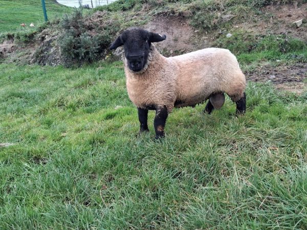 Pedigree suffolk ram and ewe lamb for sale - Main image