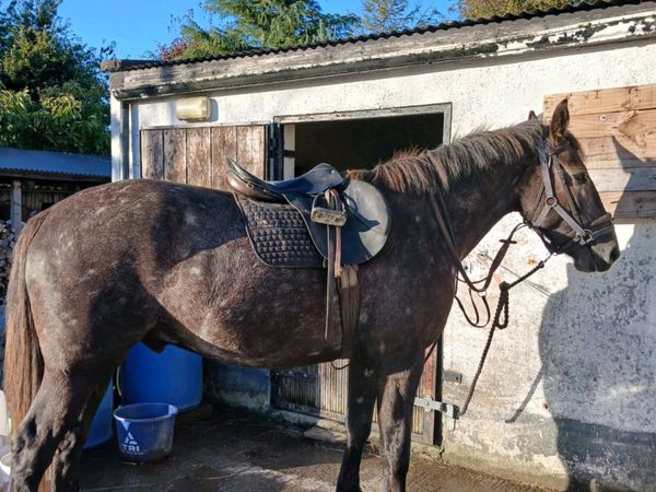 4 year old Irish Draught - Main image