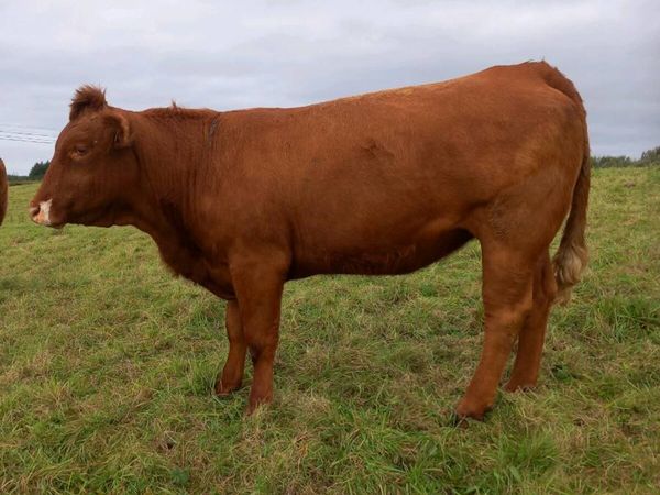 Organic incalf heifers - Main image