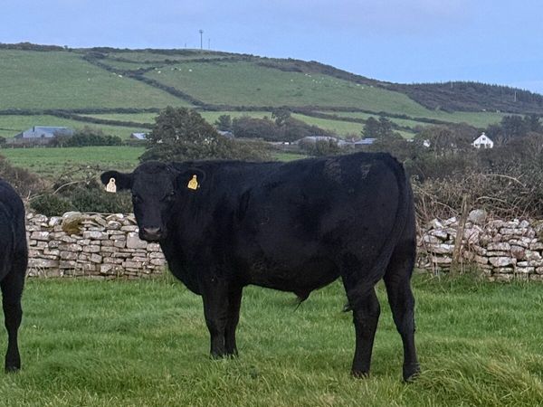 AAX Bullocks - Main image