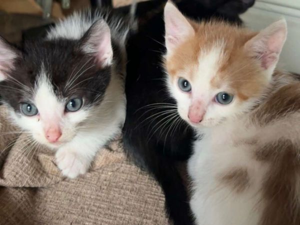 Kittens - Main image