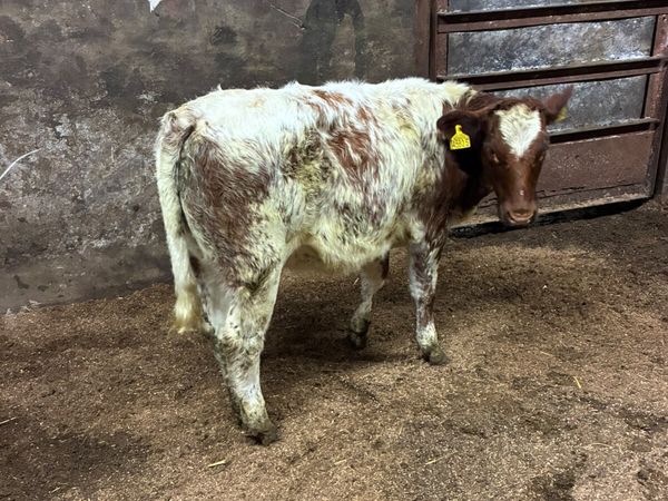 Blue Roaned heifer - Main image