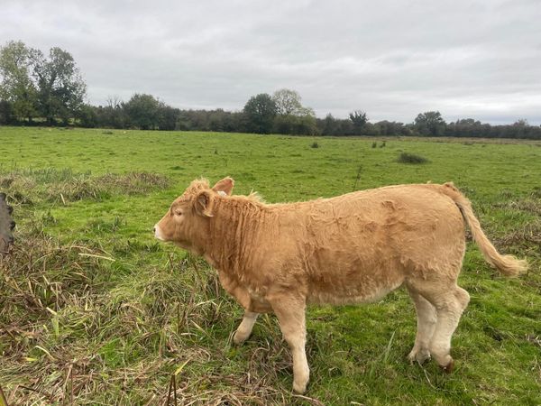 Charolais Weanlings - Main image