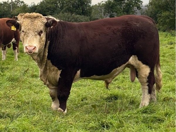 Kilmallock Sale Friday 16th- Droumdaniel Herefords - Main image