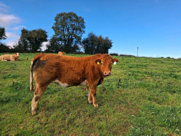 Weanling Heifers - Main image