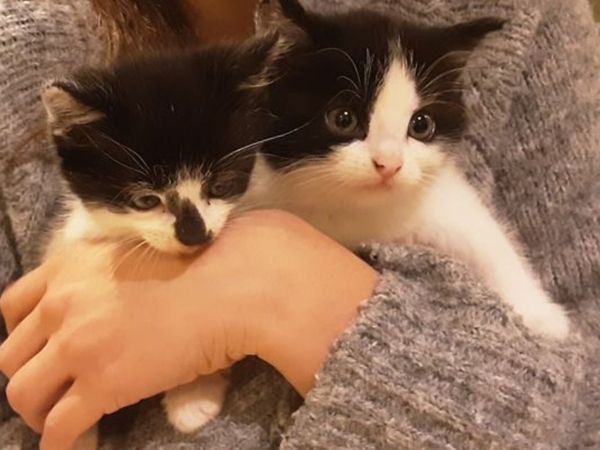 Kittens - Main image